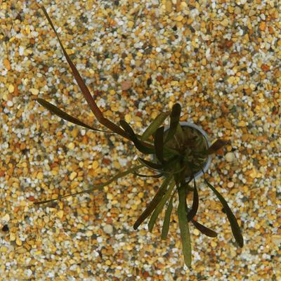 Show full view: HydrOasis Italian Vallisneria Submerged Potted Live Fish Plant, 3 count slide 3 of 6