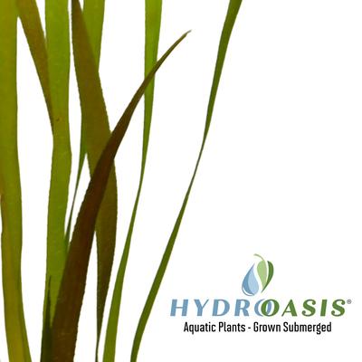 Show full view: HydrOasis Italian Vallisneria Submerged Potted Live Fish Plant, 3 count slide 4 of 6