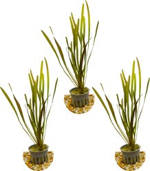 HydrOasis Italian Vallisneria Submerged Potted Live Fish Plant, 3 count