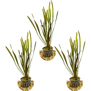 HydrOasis Italian Vallisneria Submerged Potted Live Fish Plant, 3 count