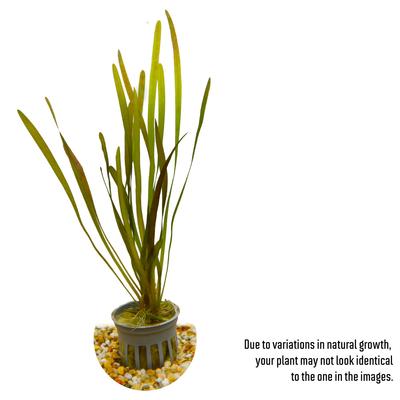 Show full view: HydrOasis Italian Vallisneria Submerged Potted Live Fish Plant, 3 count slide 2 of 6