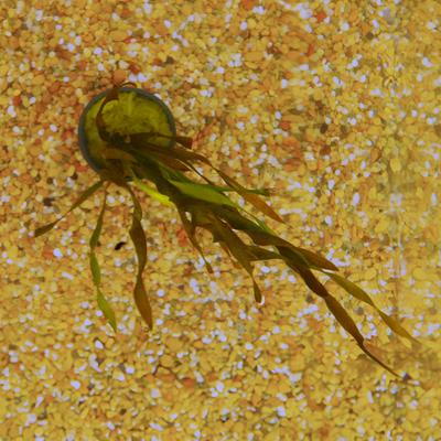 Show full view: HydrOasis Corkscrew Vallisneria Submerged Potted Live Fish Plant, 3 count slide 3 of 6