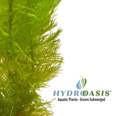 Show full view: HydrOasis Green Myrio Submerged Potted Live Fish Plant, 3 count slide 4 of 6