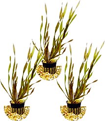 HydrOasis Corkscrew Vallisneria Submerged Potted Live Fish Plant, 3 count
