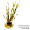 Show in main carousel: HydrOasis Corkscrew Vallisneria Submerged Potted Live Fish Plant, 3 count slide 2 of 6