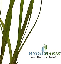 HydrOasis Jungle Vallisneria Submerged Potted Live Fish Plant, 3 count slide 2 of 5