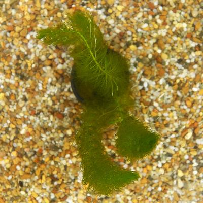 Show full view: HydrOasis Green Myrio Submerged Potted Live Fish Plant, 3 count slide 3 of 6