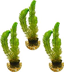 HydrOasis Green Myrio Submerged Potted Live Fish Plant, 3 count
