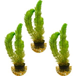 HydrOasis Green Myrio Submerged Potted Live Fish Plant, 3 count