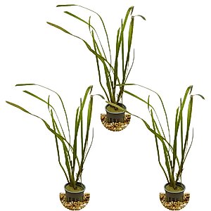 HydrOasis Jungle Vallisneria Submerged Potted Live Fish Plant, 3 count
