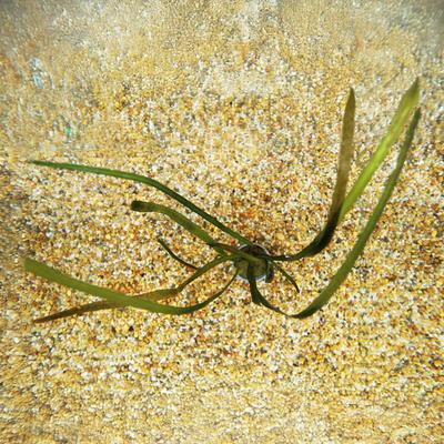 Show full view: HydrOasis Jungle Vallisneria Submerged Potted Live Fish Plant, 3 count slide 3 of 6