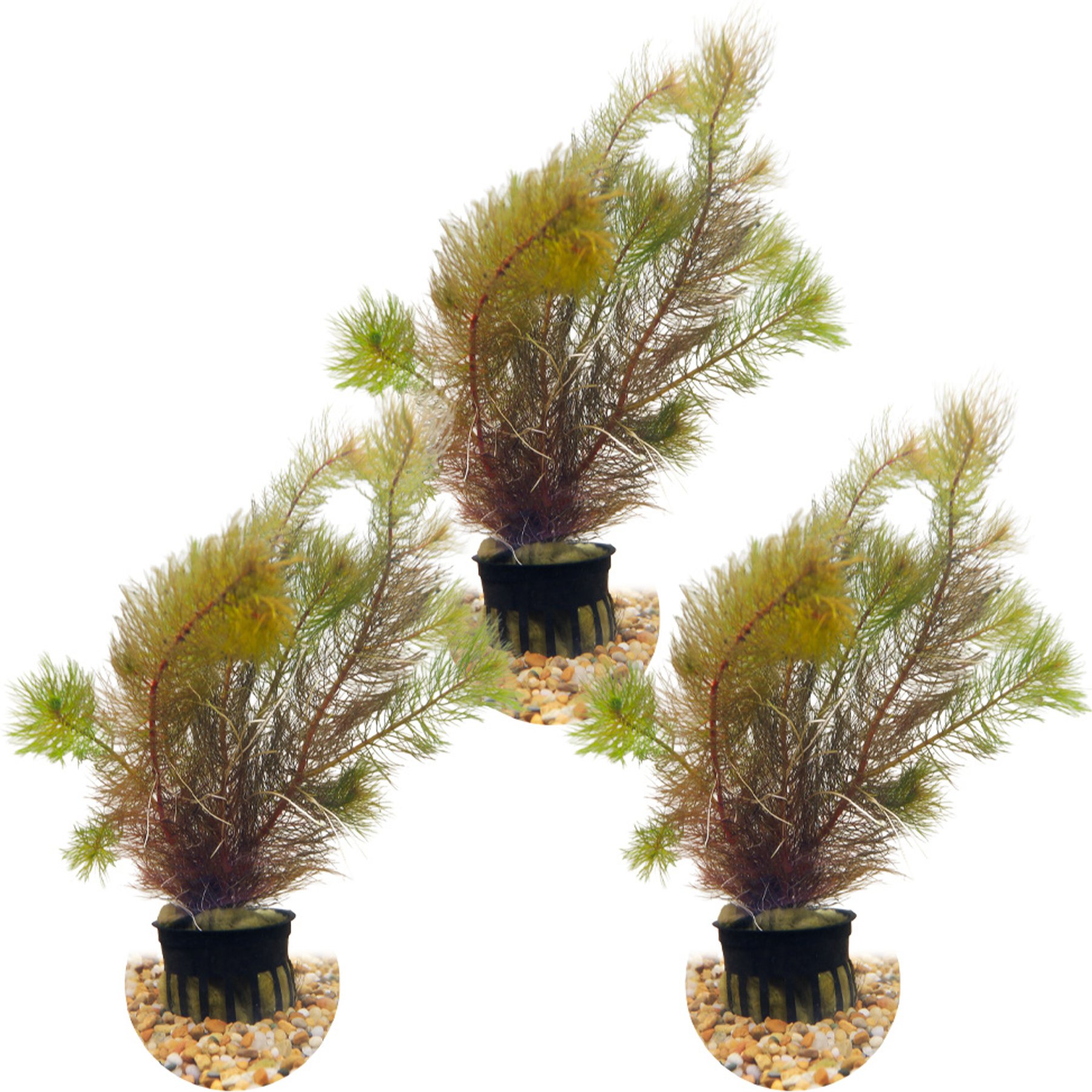 HydrOasis Red Myrio Submerged Potted Live Aquarium Plant, 3 count