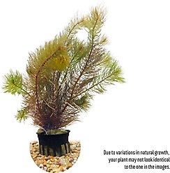 HydrOasis Red Myrio Submerged Potted Live Fish Plant, 3 count slide 2 of 5