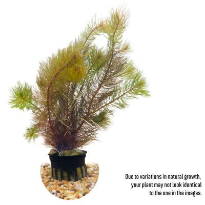 Show full view: HydrOasis Red Myrio Submerged Potted Live Fish Plant, 3 count slide 2 of 6