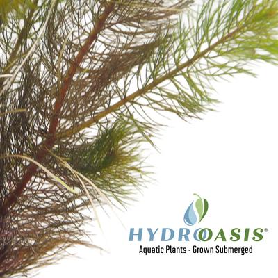 Show full view: HydrOasis Red Myrio Submerged Potted Live Fish Plant, 3 count slide 4 of 6