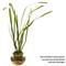 Show in main carousel: HydrOasis Jungle Vallisneria Submerged Potted Live Fish Plant, 3 count slide 2 of 6