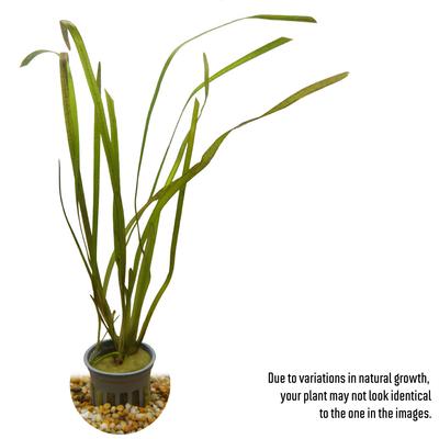 Show full view: HydrOasis Jungle Vallisneria Submerged Potted Live Fish Plant, 3 count slide 2 of 6