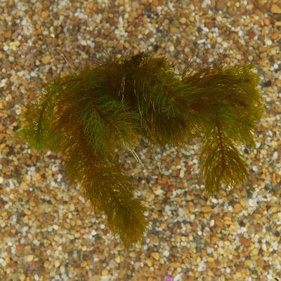 Show full view: HydrOasis Red Myrio Submerged Potted Live Fish Plant, 3 count slide 3 of 6