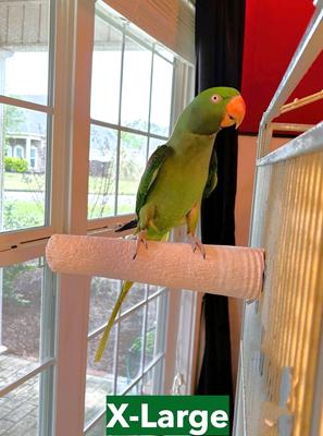 Show full view: Polly's Pet Products Beet Root Bird Perch, X-Large slide 7 of 9