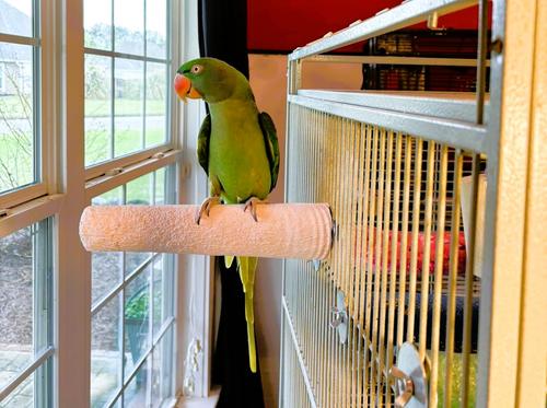 Show full view: Polly's Pet Products Beet Root Bird Perch, X-Large slide 5 of 9