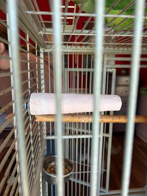 Show full view: Polly's Pet Products Beet Root Bird Perch, Large slide 8 of 10