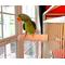 Show in main carousel: Polly's Pet Products Beet Root Bird Perch, Large slide 7 of 10