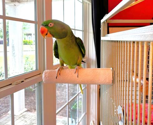 Show full view: Polly's Pet Products Beet Root Bird Perch, Large slide 7 of 10