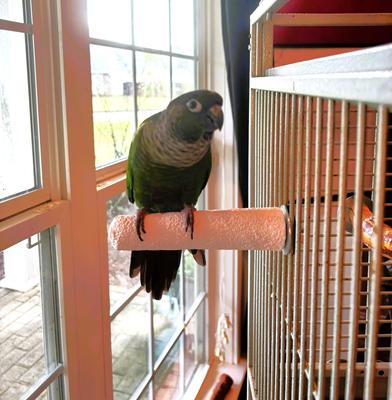 Show full view: Polly's Pet Products Beet Root Bird Perch, Medium slide 7 of 9