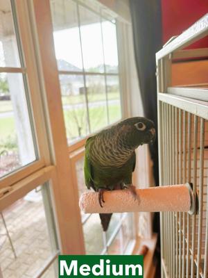 Show full view: Polly's Pet Products Beet Root Bird Perch, Medium slide 5 of 9