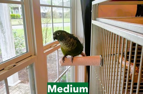 Show full view: Polly's Pet Products Beet Root Bird Perch, Medium slide 2 of 9