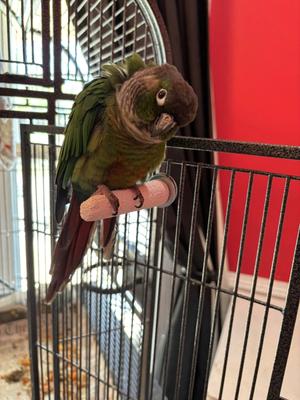 Show full view: Polly's Pet Products Beet Root Bird Perch, Small slide 9 of 10