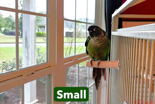 Show full view: Polly's Pet Products Beet Root Bird Perch, Small slide 5 of 10