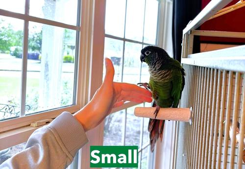 Show full view: Polly's Pet Products Beet Root Bird Perch, Small slide 2 of 10