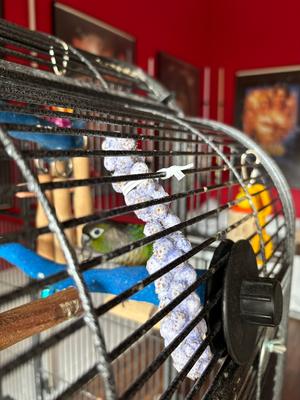 Show full view: Polly's Pet Products Ultimate Millet Blueberry Flavor Bird Treat slide 4 of 9