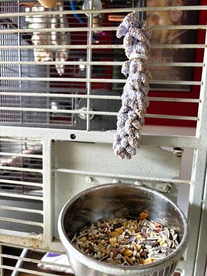 Show full view: Polly's Pet Products Ultimate Millet Blueberry Flavor Bird Treat slide 3 of 9