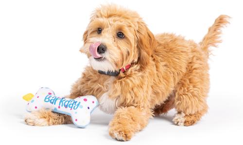 Show full view: Huxley & Kent Tiny Tuff It'S My Barkday Bone Dog Toy, Blue/Multi, One Size slide 5 of 8