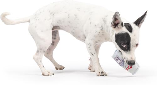 Show full view: Huxley & Kent Tiny Tuff Grrrs Light Dog Toy, Gray, One Size slide 5 of 5