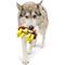 Show in main carousel: Huxley & Kent Power Plush Poutine Dog Toy, White/Yellow/Brown, Large slide 6 of 8