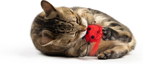 Show full view: Huxley & Kent Flinger Ladybug Cat Toy, Red/Black, One Size slide 5 of 6