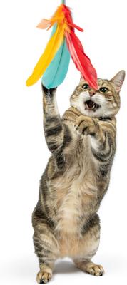 Show full view: Huxley & Kent Wand Teaser Treatos Snacks Cat Toy, Orange/Yellow, One Size slide 4 of 7