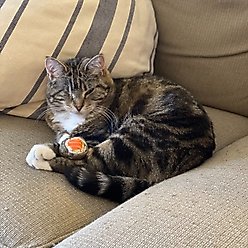 Huxley & Kent Classic Sushi Cat Toy, Green, One Size slide 2 of 5