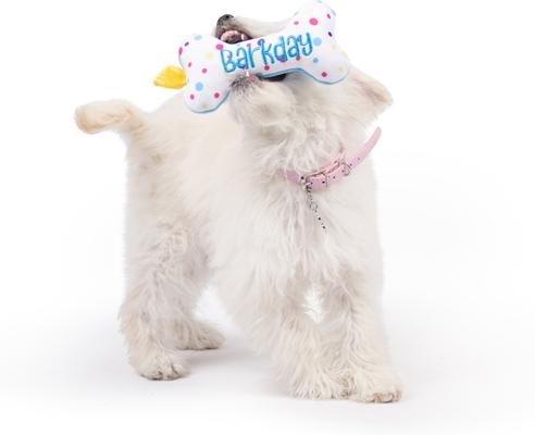Show full view: Huxley & Kent Tiny Tuff It'S My Barkday Bone Dog Toy, Blue/Multi, One Size slide 6 of 8