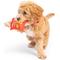 Show in main carousel: Huxley & Kent Tiny Tuff Sneez-It Dog Toy, Red/Orange, One Size slide 7 of 7