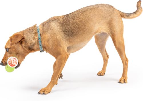 Show full view: Huxley & Kent Tiny Tuff Puggles Can Dog Toy, Green, One Size slide 5 of 7