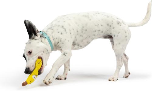 Show full view: Huxley & Kent Tiny Tuff Bruiser Banana Dog Toy, Yellow, Small slide 8 of 8