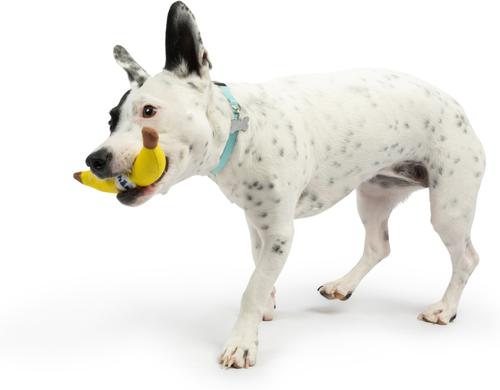 Show full view: Huxley & Kent Tiny Tuff Bruiser Banana Dog Toy, Yellow, Small slide 7 of 8