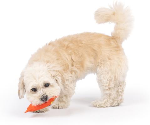 Show full view: Huxley & Kent Tiny Tuff Roscos Dog Toy, Orange, One Size slide 5 of 7