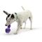 Show in main carousel: Huxley & Kent Tiny Tuff Mellow Mushroom Dog Toy, Purple, X-Small slide 5 of 7