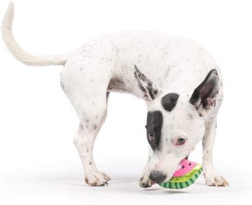 Show full view: Huxley & Kent Tiny Tuff Walter Melon Dog Toy, Pink/Green, Small slide 5 of 7