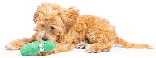 Show full view: Huxley & Kent Tiny Tuff Dell Pickle Dog Toy, Green, X-Small slide 6 of 8